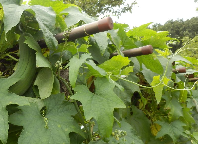 糸瓜味噌炒め ヘチマ葉っぱのラオス🇱🇦料理スーパカレイ