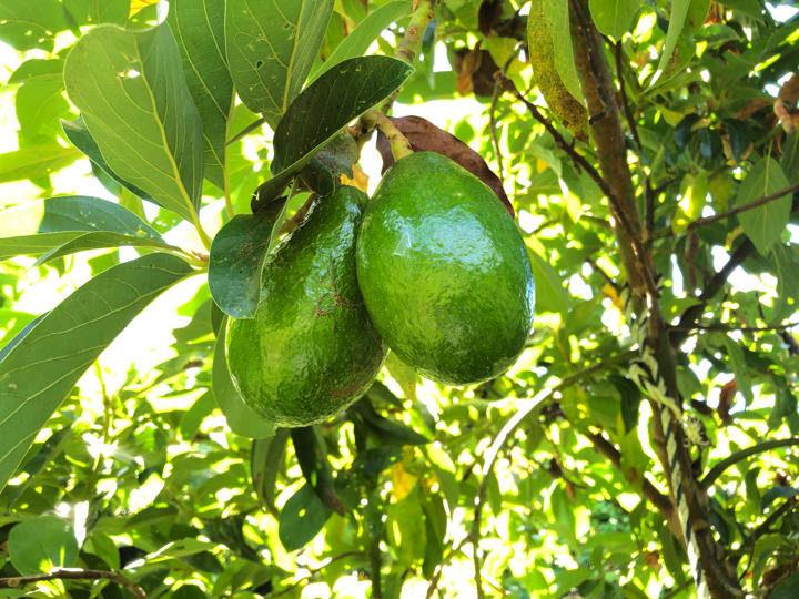 アボカドの切り戻しと挿し木の実験中