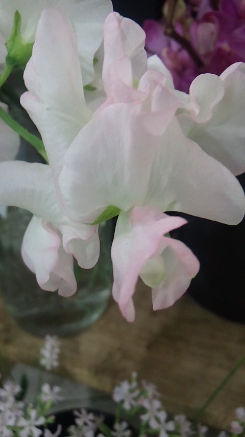 生花 スイートピー ピンク品種おまかせ 50cm 宮崎県・大分県 Flower Smith Market フラワースミスマーケット