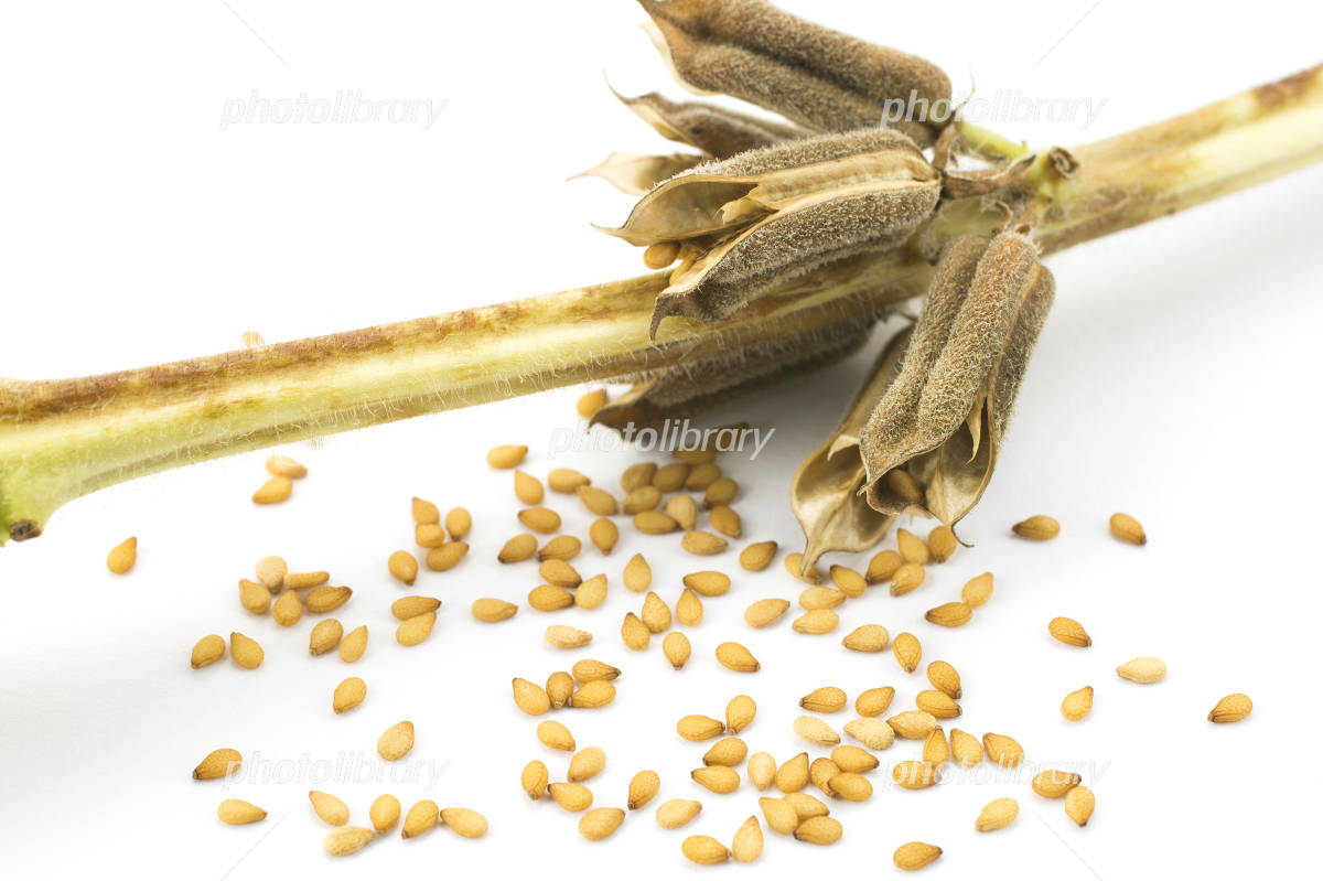 老舗ごま油企業からすべてが新しいごま油が誕生！ ごまのプロフェッショナルが生み出す黄金のピュアオイル「ごまの実オイル」11月8日 水 より販売開始！かどや製油株式会社のプレスリリース