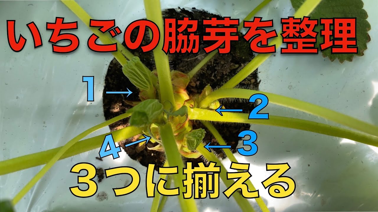 美味しいいちごを収穫する方法⑦ー芽かきー横田農園