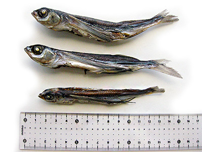 トビウオと新タマネギの海鮮サラダ - 魚料理と簡単レシピ