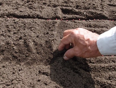 ほうれん草をプランターで育てる方法 家庭菜園ブランドUETE