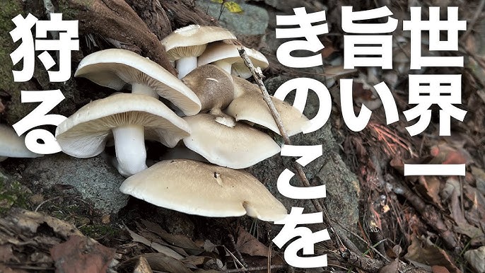 本しめじ」と「ぶなしめじ」、「ブナピー」の違いとは？これってどう違うの