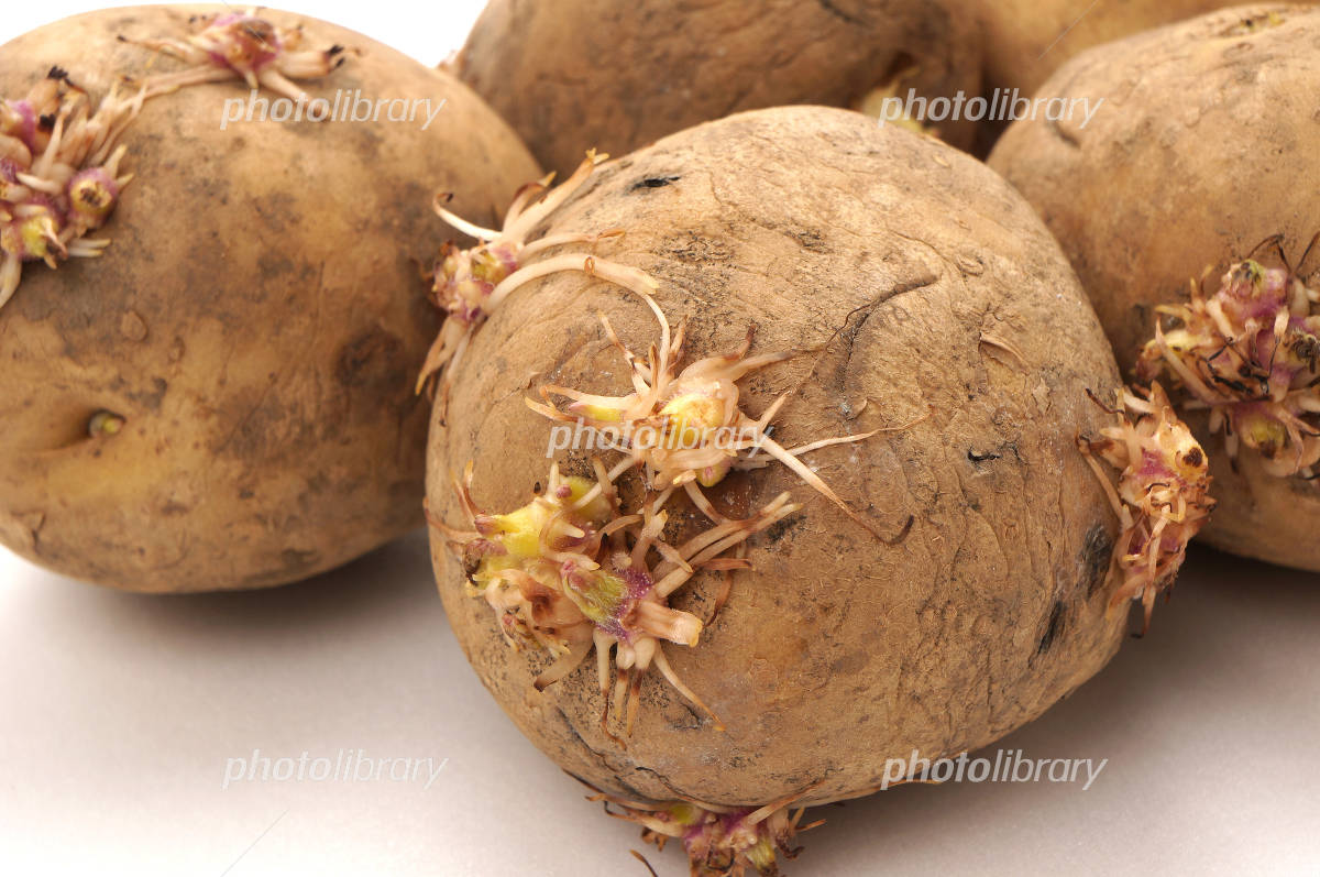 芽が出てしまったじゃがいも。食べても大丈夫？徳島の産直市 喜多野安心市 の２代目が伝えたい！やさいの話とか、農業の話とか