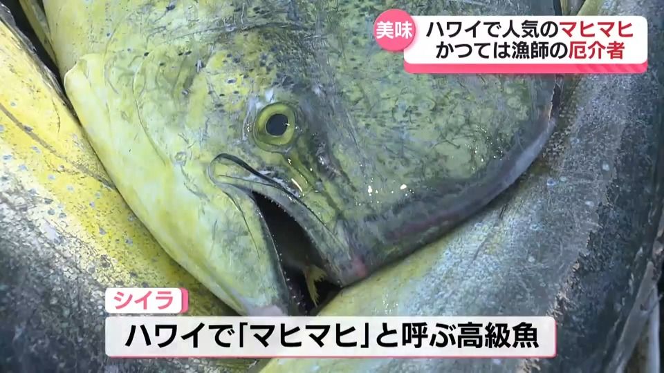 シイラとは？マヒマヒとも呼ばれる高級魚！魚食普及推進センター 一般社団法人 大日本水産会