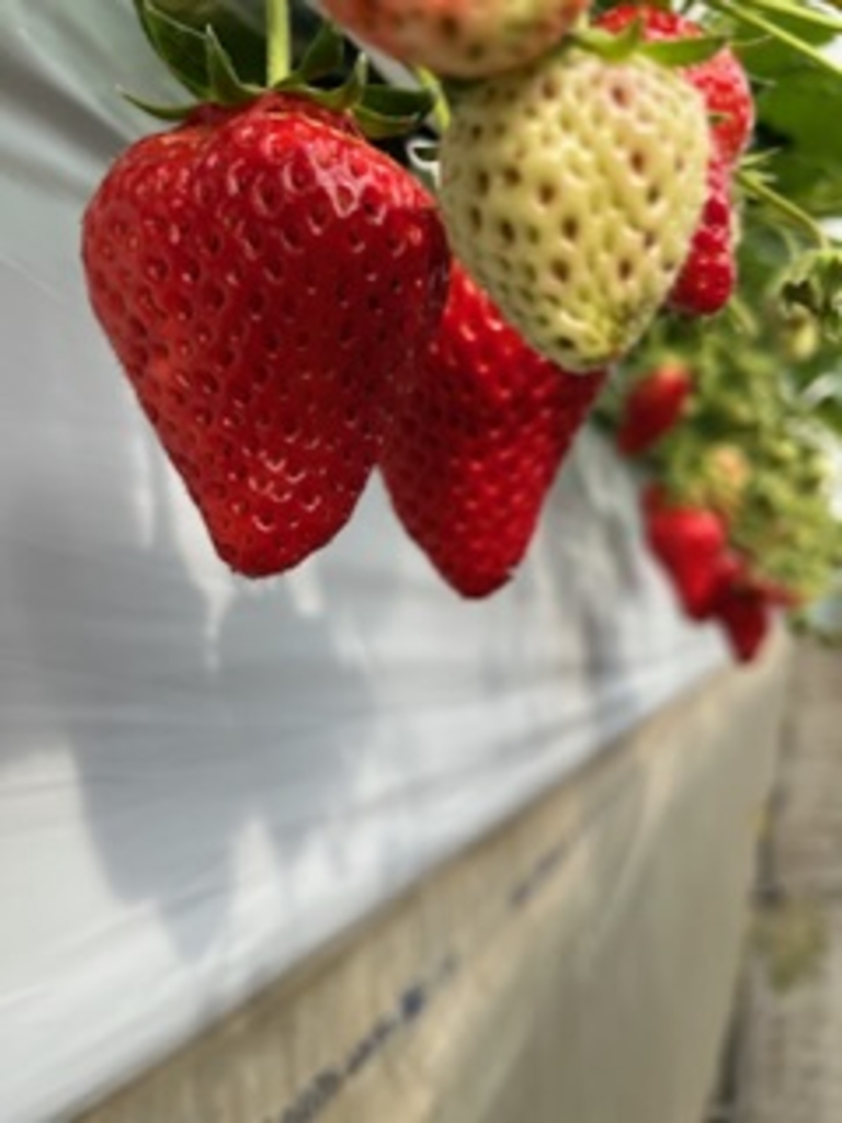 ととりべファーム いちご狩り観光スポット岐阜県観光公式サイト 「岐阜の旅ガイド」