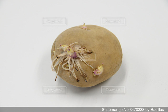 芽が出たじゃがいもは食べていい