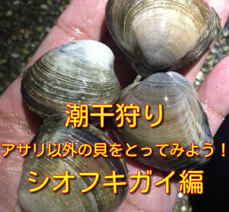 ハマグリ蛤 の特徴・生態、食べ方や旬、料理を徹底解説！ とともん
