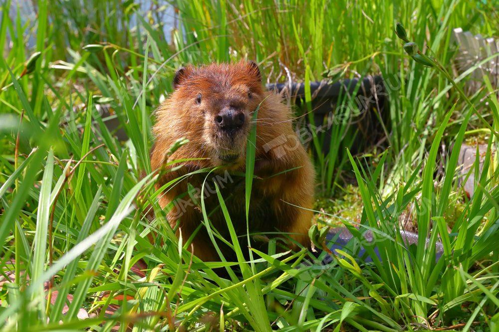 アメリカビーバーの食事オフィシャルブログ東山動植物園