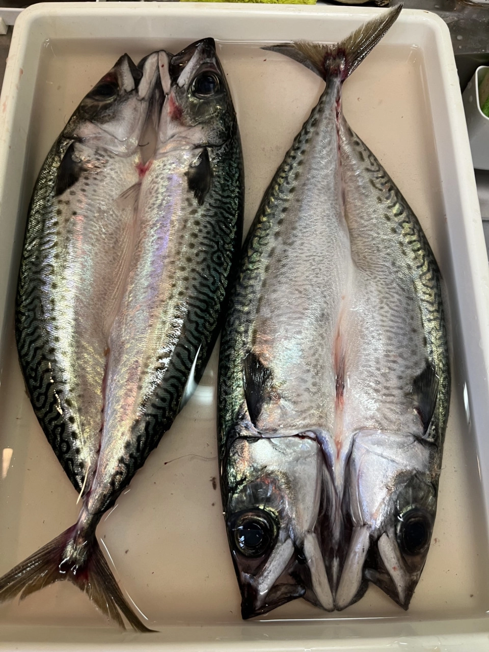 さばのさばき方だいどこログ 生協パルシステムのレシピサイト