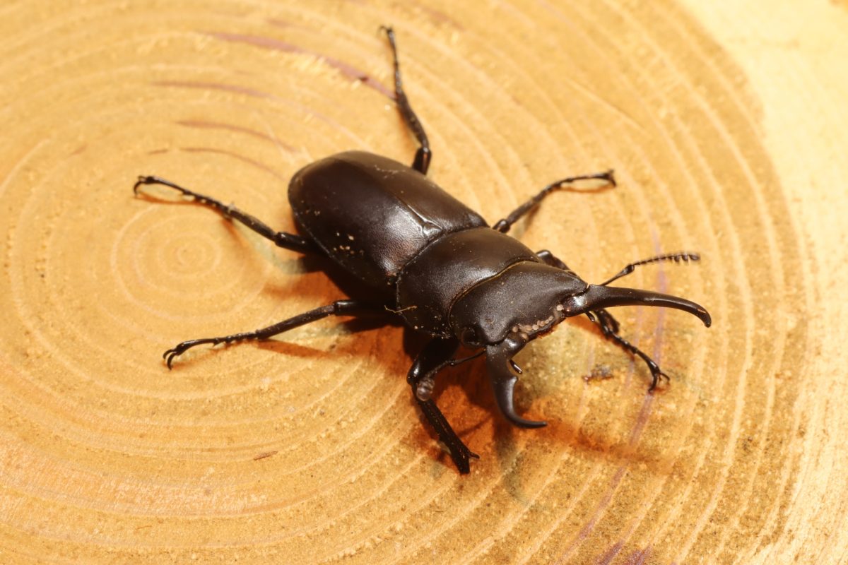昆虫図鑑 ギラファノコギリクワガタ 「世界最大のクワガタ」 - しゅうくんとけいちゃんの百科事典