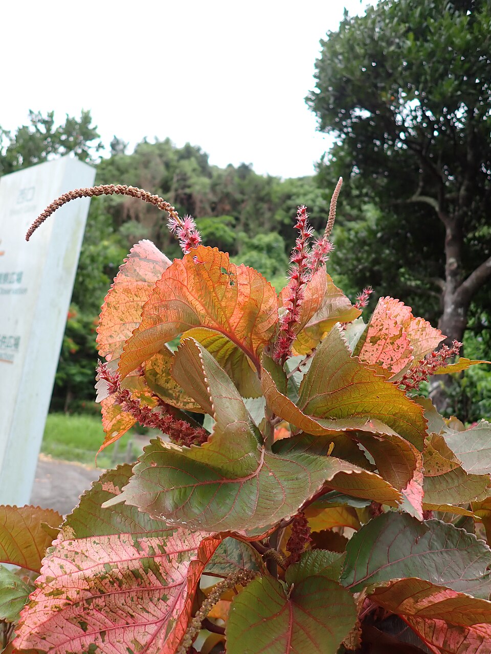 アカリファ レプタンス キャットテール の苗を販売 花育通販 花苗 一年草、多年草 の販売店
