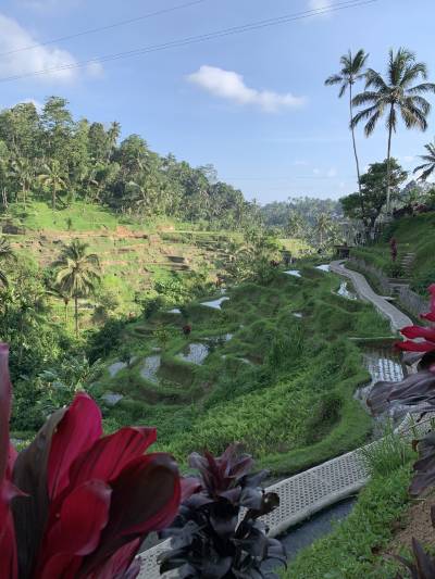 インフィニティプールから見る美しいライステラス』バリ島 インドネシア の旅行記・ブログ by Karisma Bali Tourさん フォートラベル