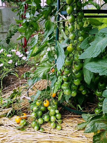 自然素材で作る憧れのウィグワム。「鈴なりトマトタワー」の作り方を解説