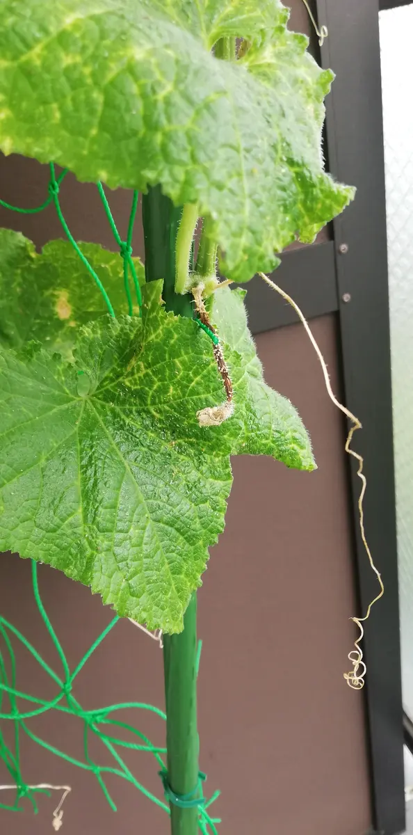 きゅうり雄花ばかり咲く 雌花を増やす方法は光？肥料バランス？まりもの暮らし