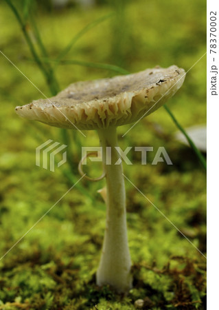 Hiroto Akama 赤間博斗Japanese Cuisine • Winter 20252025年『冬の料理』⛄️冬のチラシ用❄️ 🍊冬のお料理🍎写真撮影🥦より 「 椀替わり 」 寒鯛の胡椒しゃぶ 白菜 春菊 白葱 湿地茸 梅人参japanesecuisinewashokuInstagram