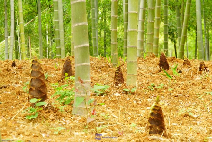 たけのこの旬はいつ？お手頃＆美味しい時期を管理栄養士が解説 - トクバイニュース