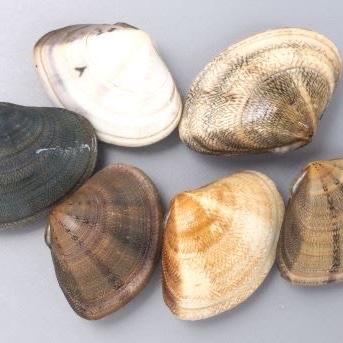 あさりの砂抜きにはいろいろな方法あり！砂を上手に吐かせるコツとは料理アイデア明日を灯すHOME&LIFE