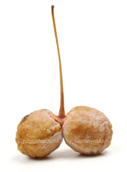 ぎんなん 銀杏 の実の食べ方・下処理 - 雪国ぎんなん - おぐにふる里銀杏便り