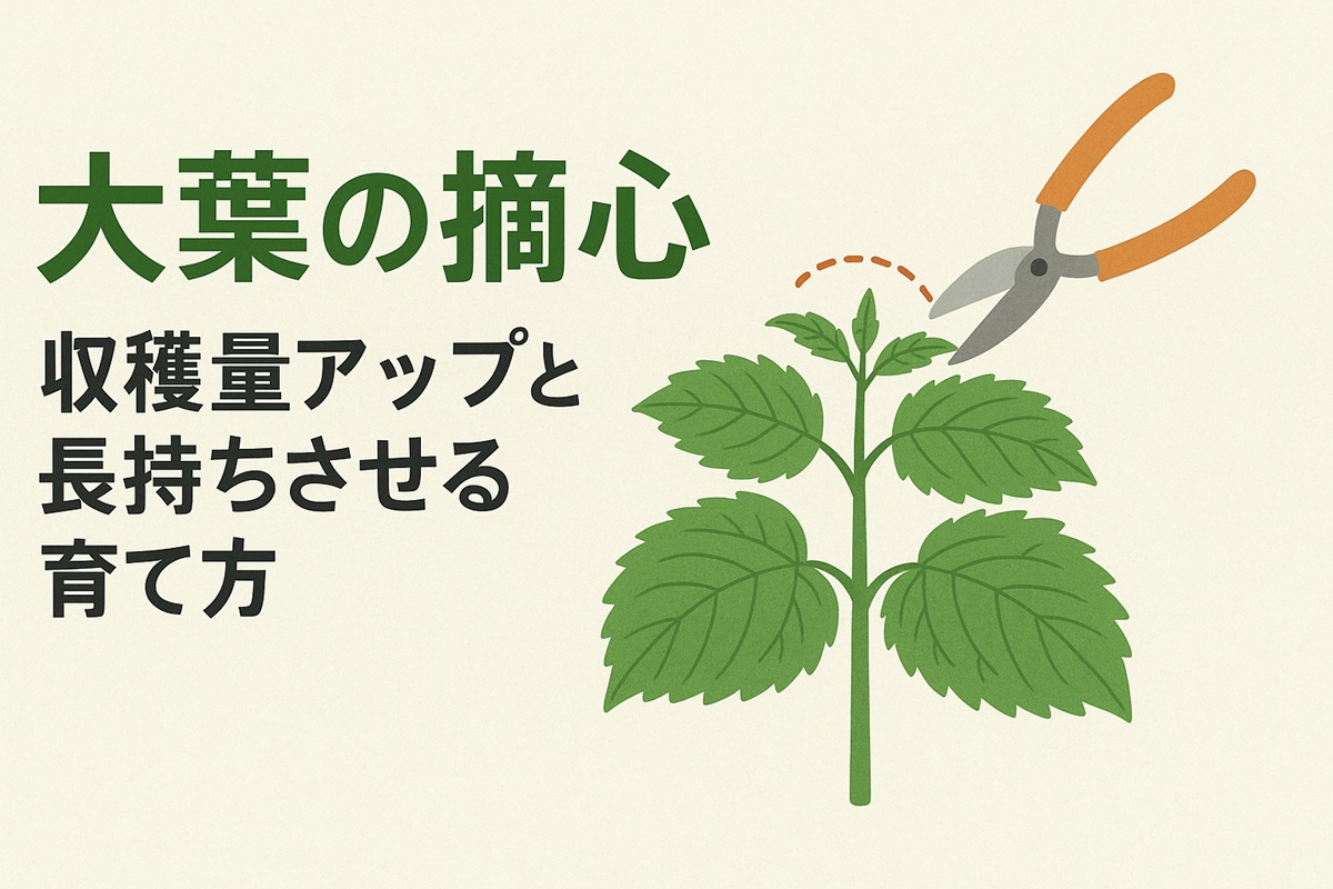 ミニトマトの摘芯 失敗しないトマト栽培