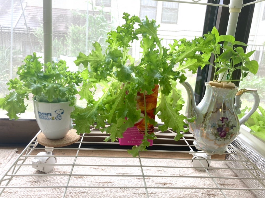 屋外水耕栽培システムで、トマト🍅と一緒に育ててますフルーツパプリカ🫑、実色がグリーンから黄色、オレンジそして赤に変わりました。緑のままの物もあります。どの実が色変わるのか？不思議です😛甘いパプリカでサラダに入れていただきます