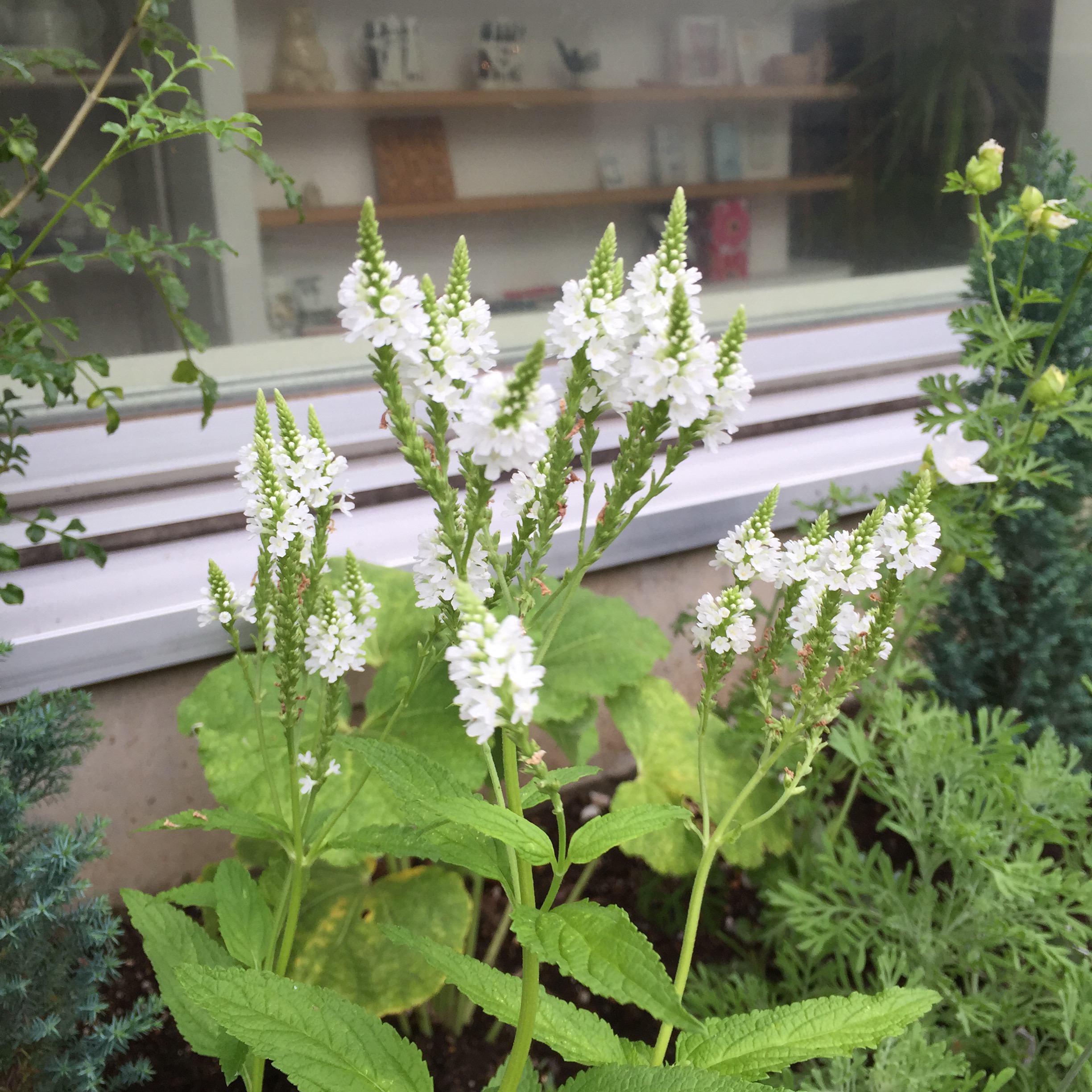 宿根バーベナ ハスタータブルースパイヤー＆ピンクスパイヤーよくばりガーデン