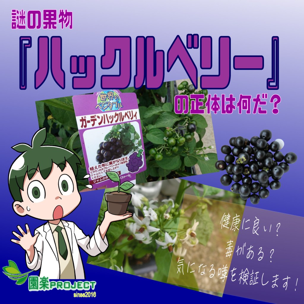 信州池田町観光協会ガーデンハックルベリー収穫体験会開催のお知らせ 日の光をたっぷり浴び、黒々と稔ったガーデンハックルベリー の収穫の時が来ました。健康志向食品が増えているこの頃、自家製のジャム・ビネガー・酵素・スイーツなどを作ってみたいと思われている方