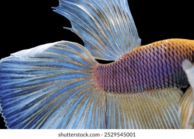 砂底を歩く魚＜ホウボウ＞ まるで足のような胸びれに隠された秘密とは？ - サカナト