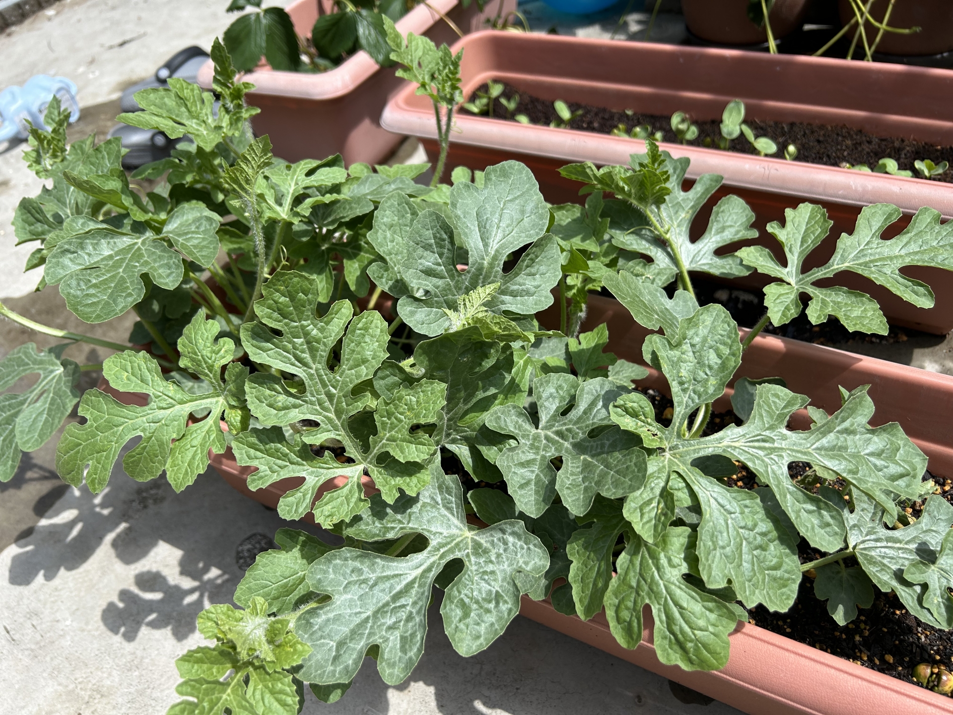 家庭菜園でのスイカ栽培成功のポイントとは