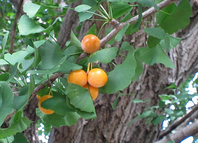 椎の実の食べ方といえばやっぱこれ！ 拾った木の実の食べ方のんびりやってくぶろぐ