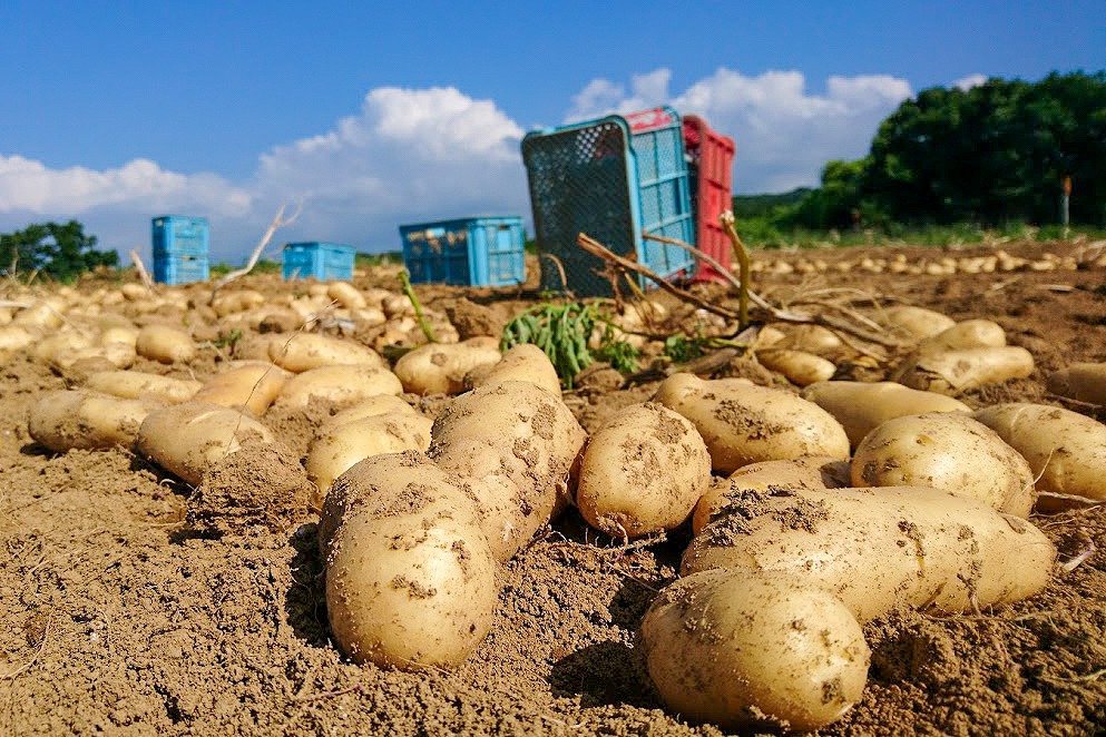 メークインの煮物 by airkissクックパッド簡単おいしいみんなのレシピが392万品