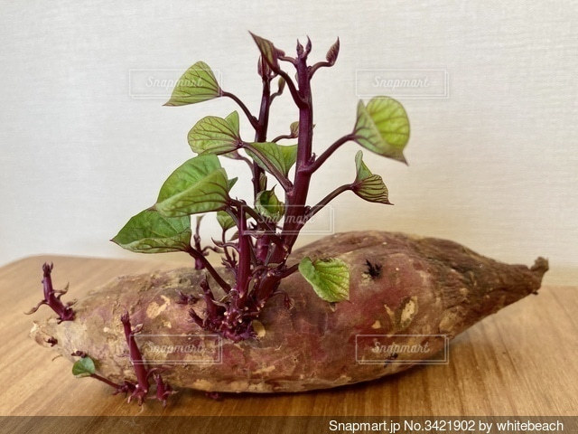 サツマイモから芽が出たので、, 育ててみました！ᝰ✍🏻, 子供たちと水やりや, しっかり観察した結果、、、, 収穫できて良かった🍠✨✨,こんな狭いプランターでも, 育つんだと！👏🏻🤣🤣💕, この日は園のサツマイモ堀りからの, お家サツマイモ掘り、,子供たちもお疲れ様でした💕,食育サツマイモ栽培 ,子供のいる暮らしママリ