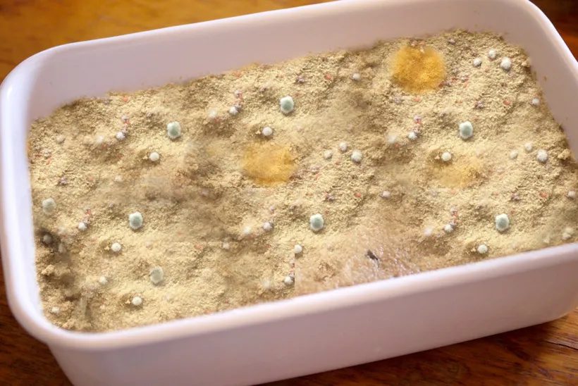 カビ？しめじについた白いふわふわの正体！美味しいしめじレシピ3選 – シュフーズ