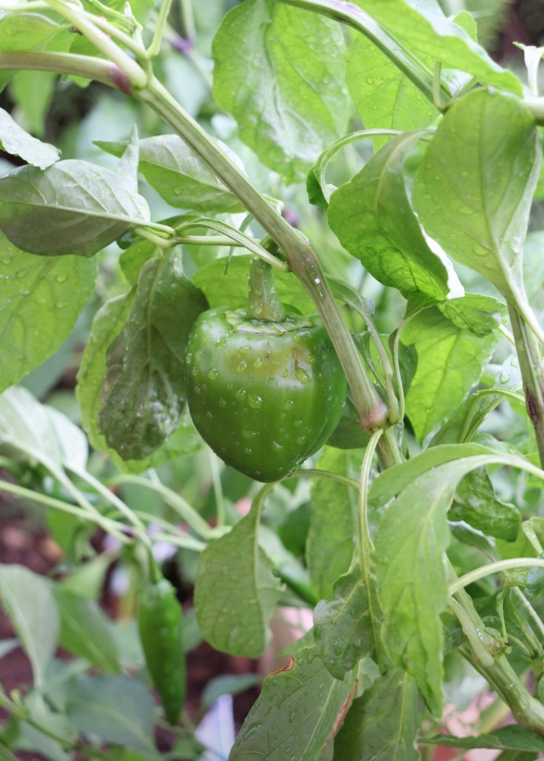 野菜の花言葉小橋史佳