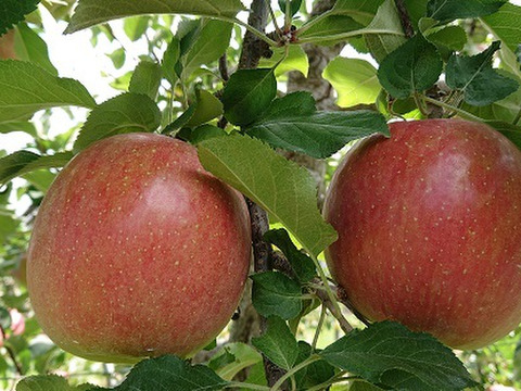 100％無添加・完熟」りんごのジャム中島果樹園