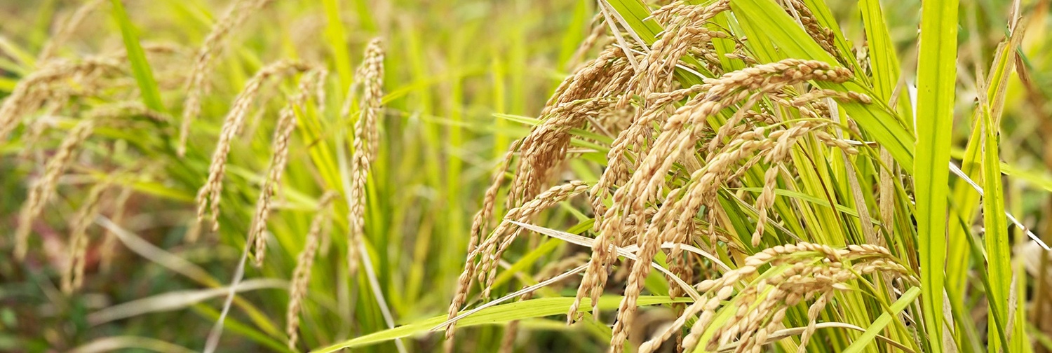 美味しいお米の作り方 田植えから1カ月の管理味の農園