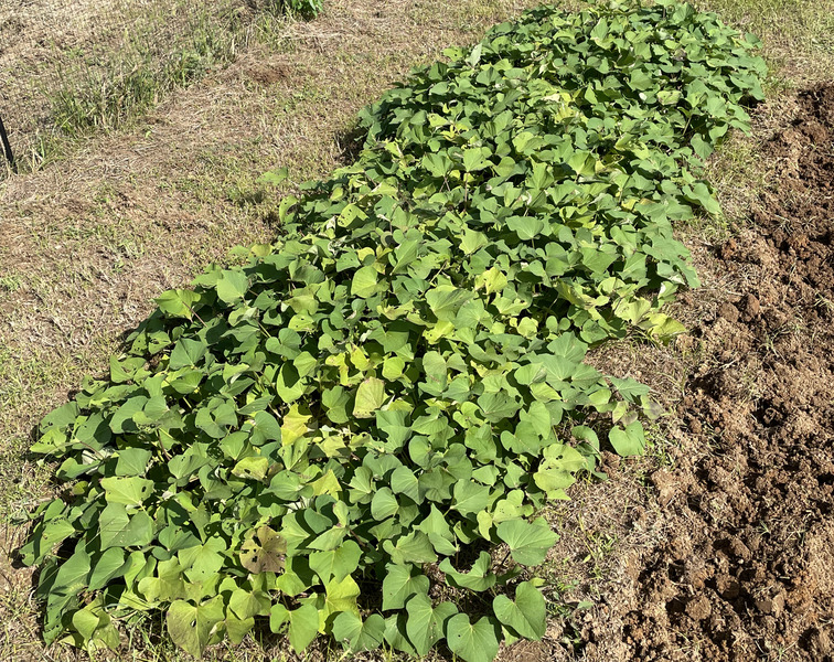 さつまいも収穫時期を見極める簡単な方法つる返しは必要？22 9 6