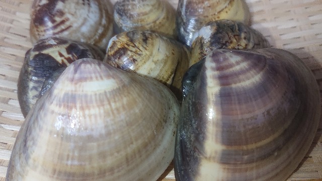 ハマグリの下処理と砂抜きは必要？時短方法は？くぅのおうち居酒屋