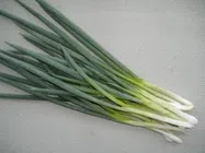 わけぎの栽培を徹底解説！育て方のコツ、植え付けの時期や方法は？HORTI by GreenSnap