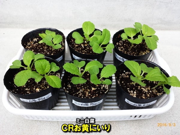 やみつき塩白菜☆ミニ白菜の塩昆布あえ by ずんじ＠柴クックパッド簡単おいしいみんなのレシピが392万品