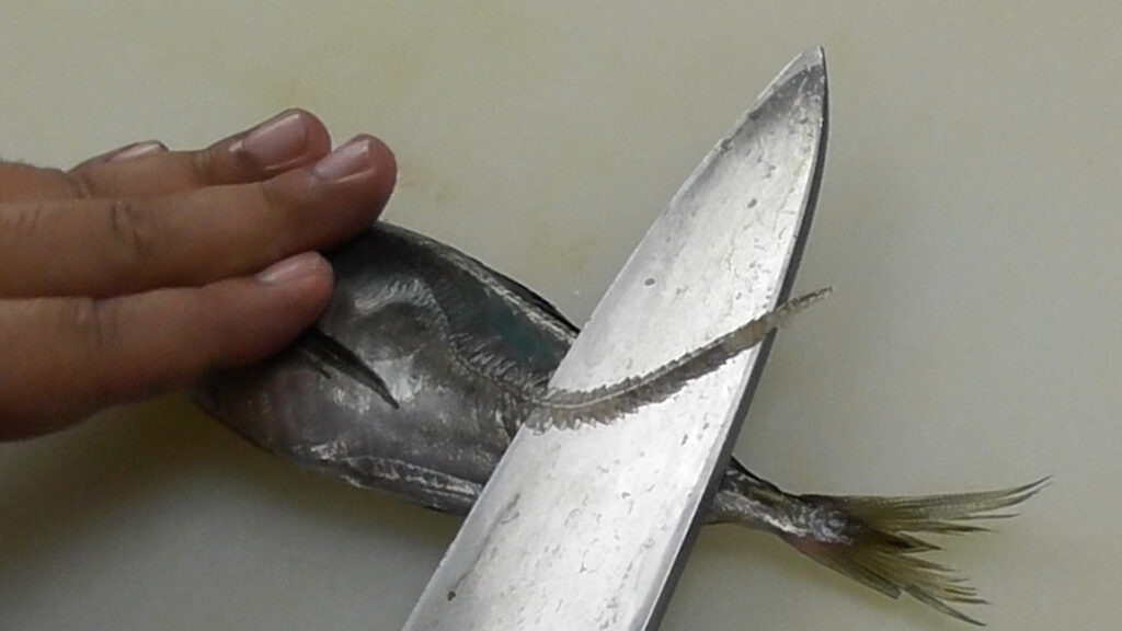 アジのさばき方・おろし方-アジフライ用に背開きする方法