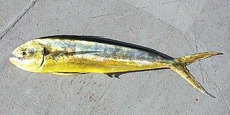 楽らく骨なししいら 白身魚株式会社大冷食材学校給食用食品メーカー協会