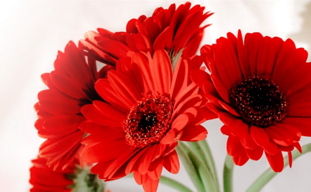 ガーベラの花言葉色別・本数別の花言葉とおすすめのギフトシーンをご紹介！ – 花・花束の通販サイトHanaTaku