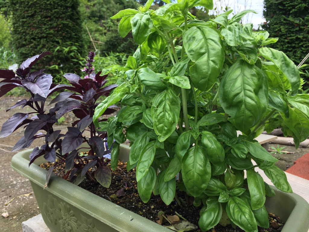 バジルの収穫と家庭菜園の楽しみ方