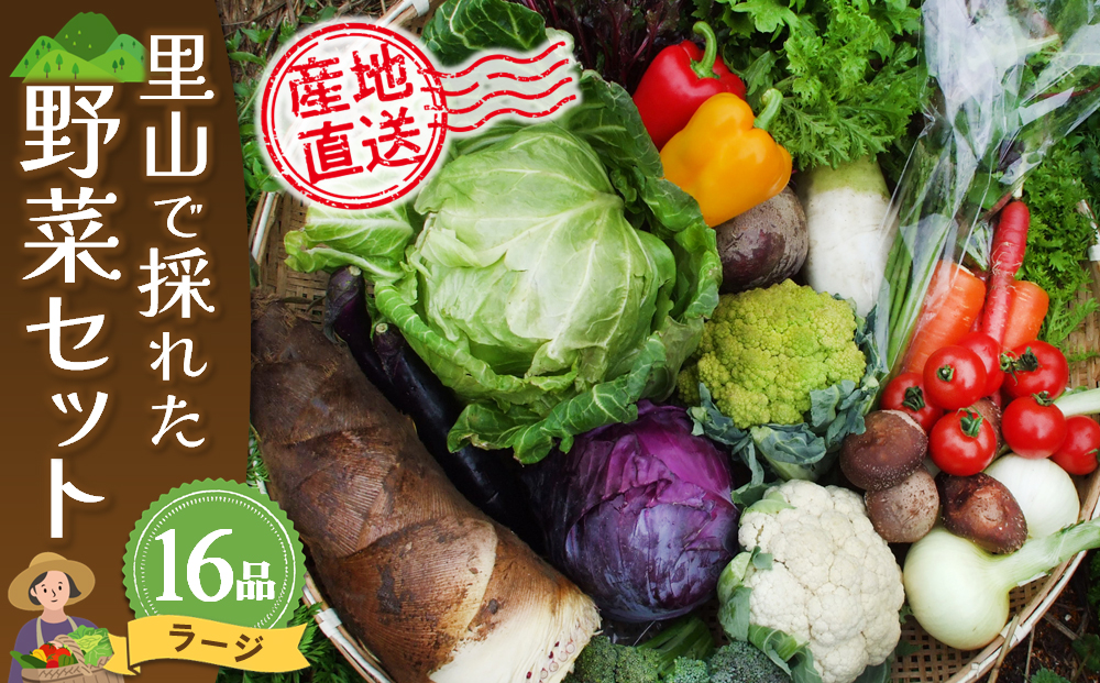 コールラビ: クサマヒサコの野菜ノート