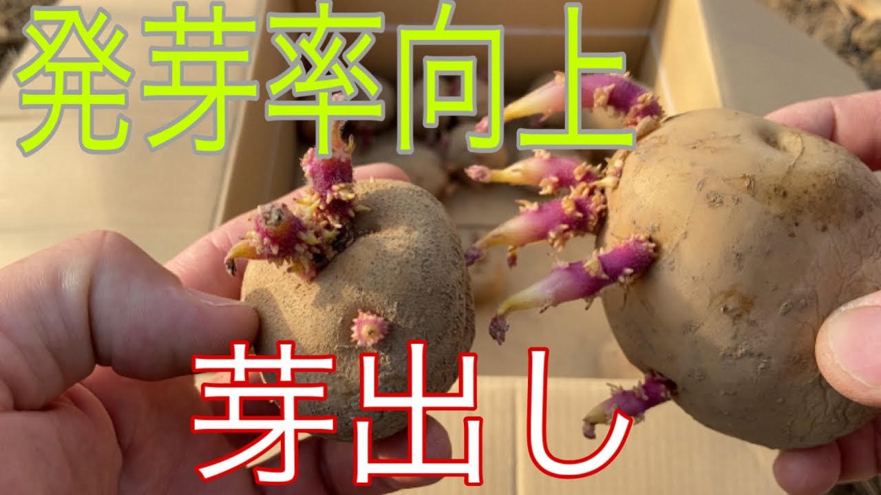 芽が出た野菜 どうしよう！正しい処理と保存方法をご紹介します。キナリノ