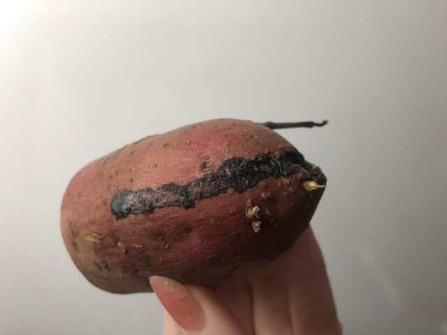 カビ？しめじについた白いふわふわの正体！美味しいしめじレシピ3選 – シュフーズ