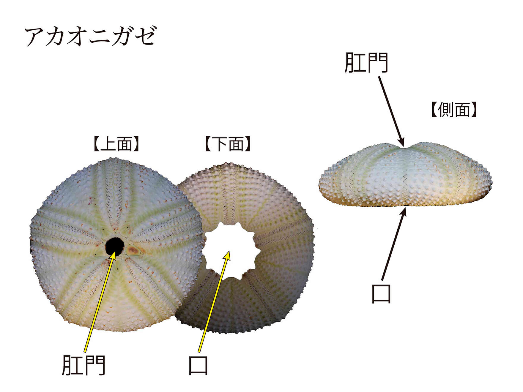 ウニの捌き方 獲ったウニを割って捌いて瓶詰めしていく！ 協力隊レポ宇久町観光協会