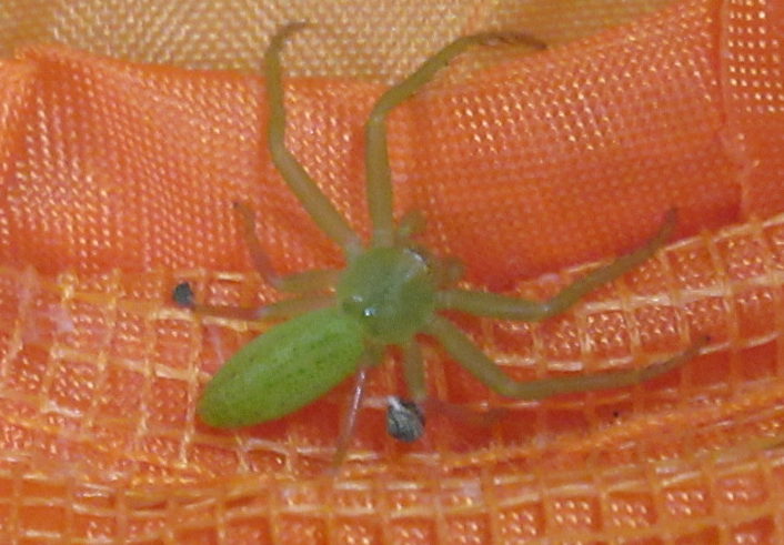 クモは「カエルを捕らえるためのワナ」を作っているかもしれない - GIGAZINE